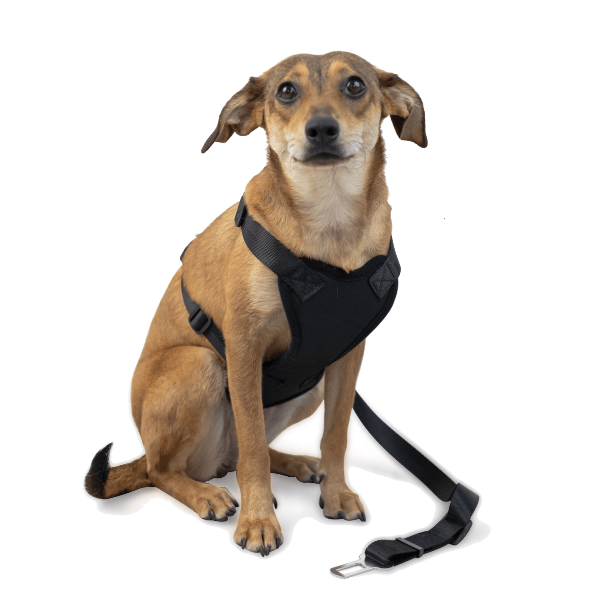 Car Strap Dog Harness - Large - Green Flag Shop