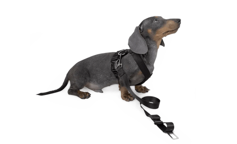 Dog Strap Harness - Small - Green Flag Shop